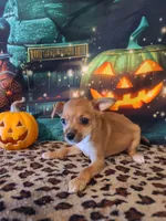 Latte, a female Chihuahua for sale in Mesa, AZ – 6 of 7