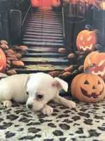 Frankie, a male Chihuahua for sale in Mesa, AZ – 2 of 2