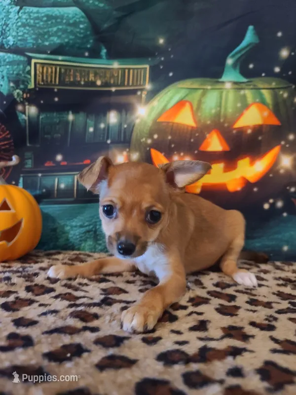 Latte – Chihuahua puppy for sale in Mesa, AZ