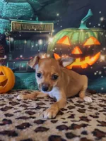 Latte, a female Chihuahua for sale in Mesa, AZ – 1 of 7