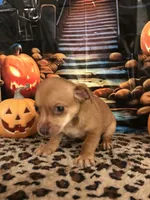 Caramel, a male Chihuahua for sale in Mesa, AZ – 4 of 4