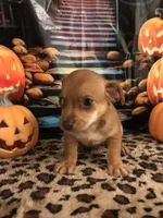 Caramel, a male Chihuahua for sale in Mesa, AZ – 3 of 4