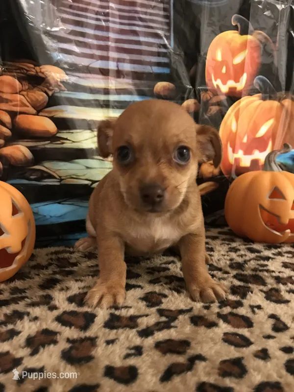 Caramel – Chihuahua puppy for sale in Mesa, AZ