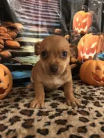 Caramel, a male Chihuahua for sale in Mesa, AZ – 1 of 4