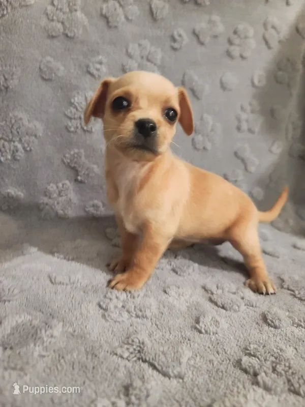 Paris – Chihuahua puppy for sale in Mesa, AZ