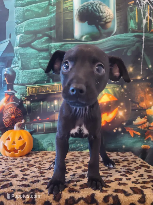 Blackjack – Chihuahua puppy on hold in Mesa, AZ