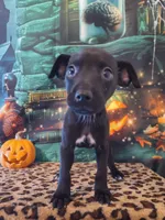 Blackjack, a male Chihuahua for sale in Mesa, AZ – 1 of 4