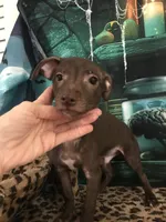 Gizmo, a male Chihuahua for sale in Mesa, AZ – 2 of 5
