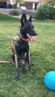 Shakira, a female Belgian Malinois for sale in Mesa, AZ – Photo 5 of 7