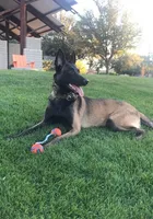 Shakira, a female Belgian Malinois for sale in Mesa, AZ – Photo 2 of 7