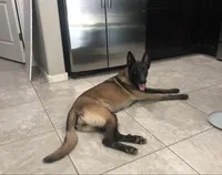 Shakira, a female Belgian Malinois for sale in Mesa, AZ – Photo 1 of 7