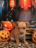 Pumpkin, a male Chihuahua for sale in Mesa, AZ – 3 of 9