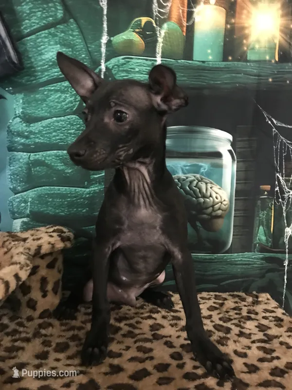 Caviar, a male Chihuahua for sale in Mesa, AZ – 1 of 3