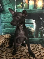 Caviar, a male Chihuahua for sale in Mesa, AZ – 1 of 3