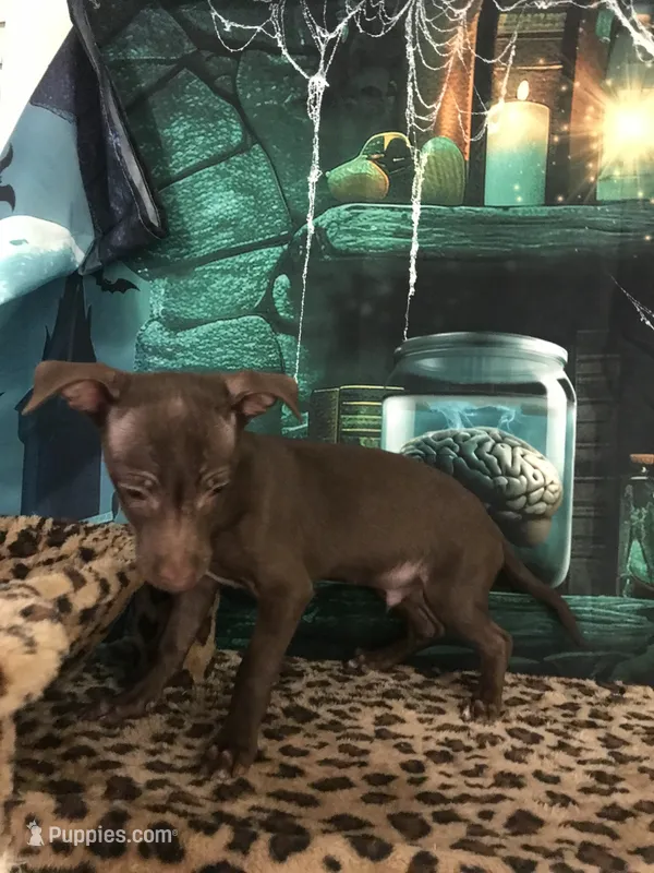Gizmo, a male Chihuahua for sale in Mesa, AZ – 1 of 5