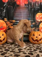 Pumpkin, a male Chihuahua for sale in Mesa, AZ – 9 of 9