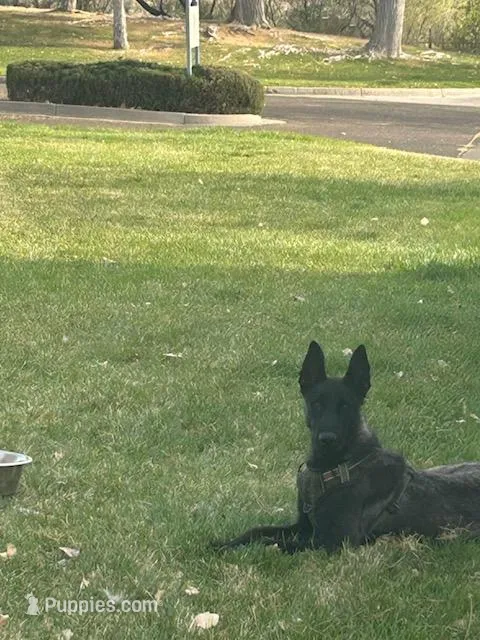 Adult Female, a female Belgian Malinois for sale in Mesa, AZ – Photo 1 of 3