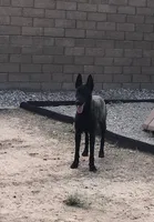 Adult Female, a female Belgian Malinois for sale in Mesa, AZ – Photo 3 of 3