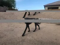 Adult Female, a female Belgian Malinois for sale in Mesa, AZ – Photo 2 of 3