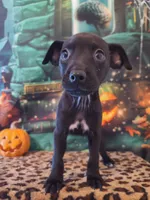 Blackjack, a male Chihuahua for sale in Mesa, AZ – 4 of 4