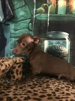 Gizmo, a male Chihuahua for sale in Mesa, AZ – 3 of 5
