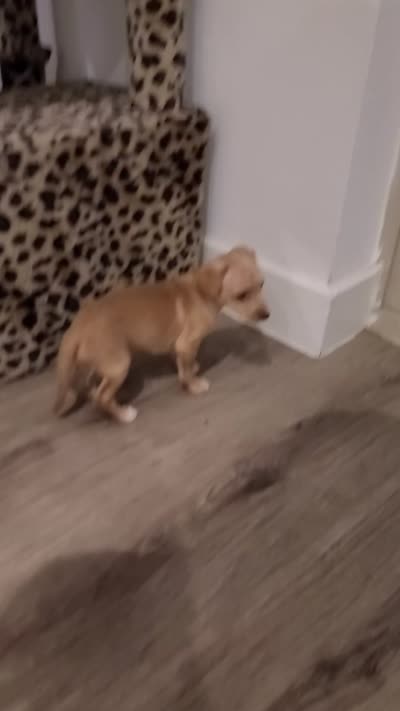 Pumpkin, a male Chihuahua for sale in Mesa, AZ – 5 of 9