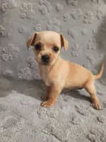 Paris, a female Chihuahua for sale in Mesa, AZ – 2 of 4