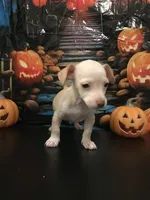 Maple, a male Chihuahua for sale in Mesa, AZ – 3 of 3