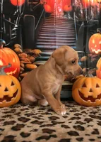 Pumpkin, a male Chihuahua for sale in Mesa, AZ – 2 of 9
