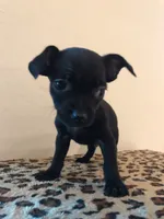Onyx, a male Chihuahua for sale in Mesa, AZ – 2 of 8