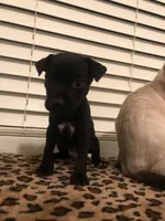 Blackjack, a male Chihuahua for sale in Mesa, AZ – 2 of 4