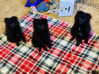 Biggie Smalls, a male Pomeranian for sale in Mount Vernon, IN – 7 of 9