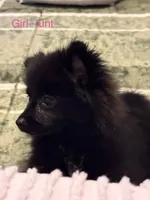 Flower, a female Pomeranian for sale in Mount Vernon, IN – 6 of 9