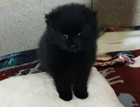 Biggie Smalls, a male Pomeranian for sale in Mount Vernon, IN – 4 of 9