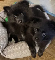 Flower, a female Pomeranian for sale in Mount Vernon, IN – 2 of 9