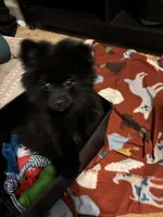 Biggie Smalls, a male Pomeranian for sale in Mount Vernon, IN – 6 of 9