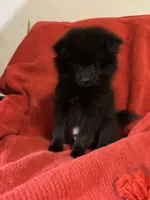 Flower, a female Pomeranian for sale in Mount Vernon, IN – 8 of 9