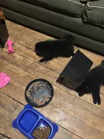 Biggie Smalls, a male Pomeranian for sale in Mount Vernon, IN – 8 of 9