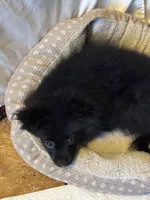 Flower, a female Pomeranian for sale in Mount Vernon, IN – 3 of 9