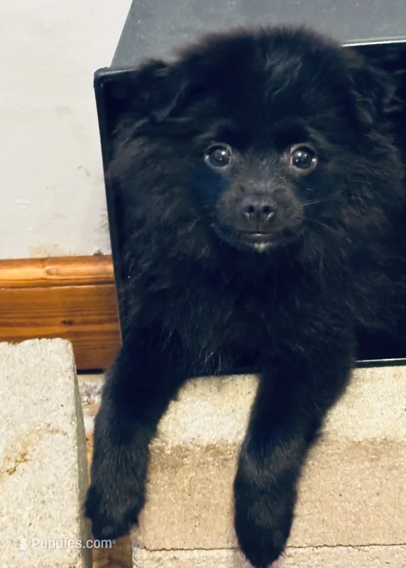 Biggie Smalls – Pomeranian puppy for sale in Mount Vernon, IN
