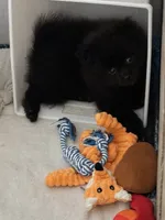 Biggie Smalls, a male Pomeranian for sale in Mount Vernon, IN – 5 of 9