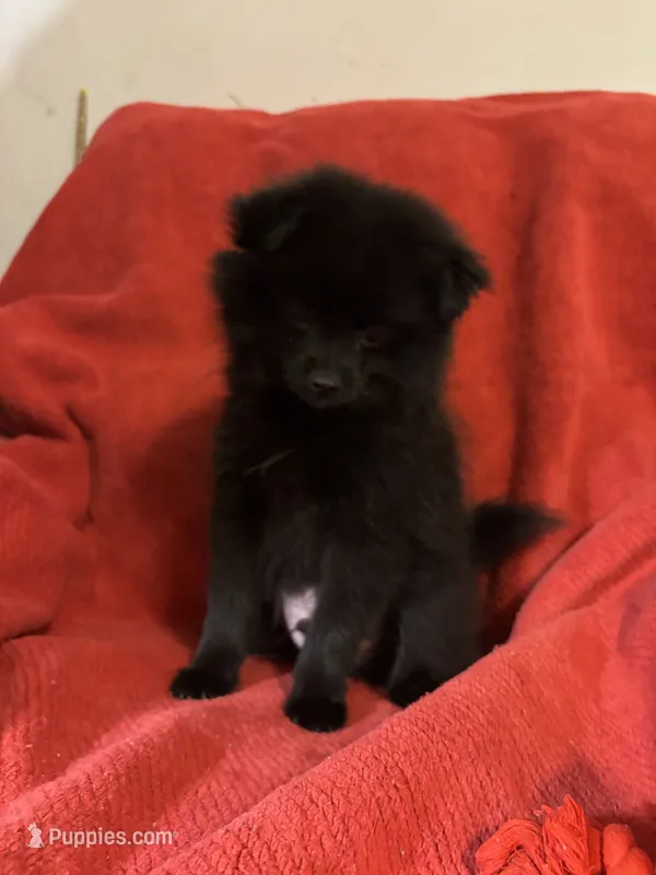 Flower – Pomeranian puppy for sale in Mount Vernon, IN