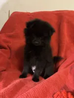 Flower, a female Pomeranian for sale in Mount Vernon, IN – 1 of 9