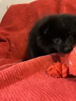Biggie Smalls, a male Pomeranian for sale in Mount Vernon, IN – 2 of 9