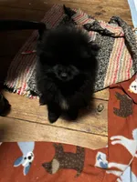 Flower, a female Pomeranian for sale in Mount Vernon, IN – 5 of 9