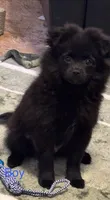 Biggie Smalls, a male Pomeranian for sale in Mount Vernon, IN – 3 of 9