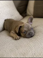 No name , a female French Bulldog for sale in Orlando, FL – 1 of 6