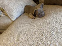 No name , a female French Bulldog for sale in Orlando, FL – 4 of 6