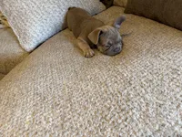 No name , a female French Bulldog for sale in Orlando, FL – 5 of 6