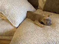 No name , a female French Bulldog for sale in Orlando, FL – 3 of 6